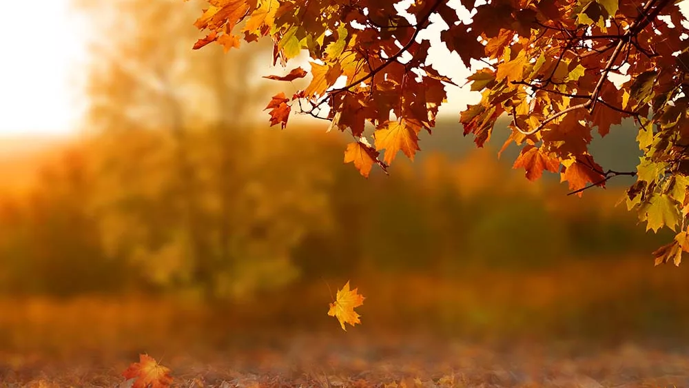 fall-tree-leaves