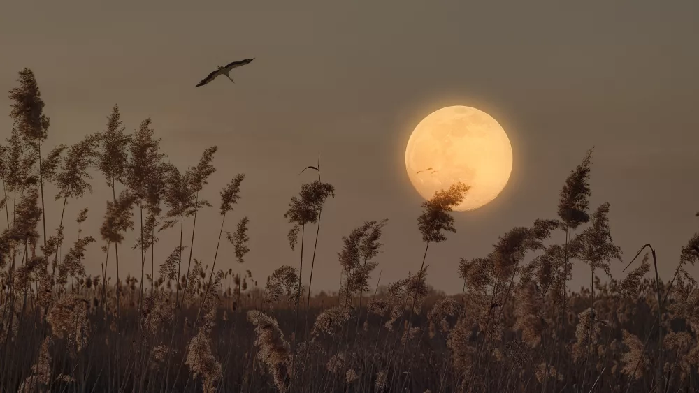 storkfliesinfrontofafullmoonovera