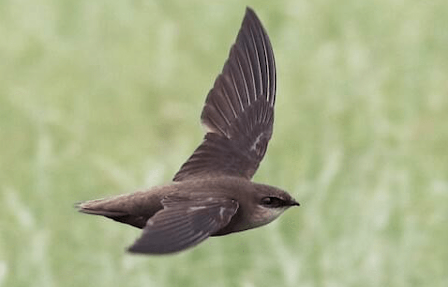 the-chimney-swift