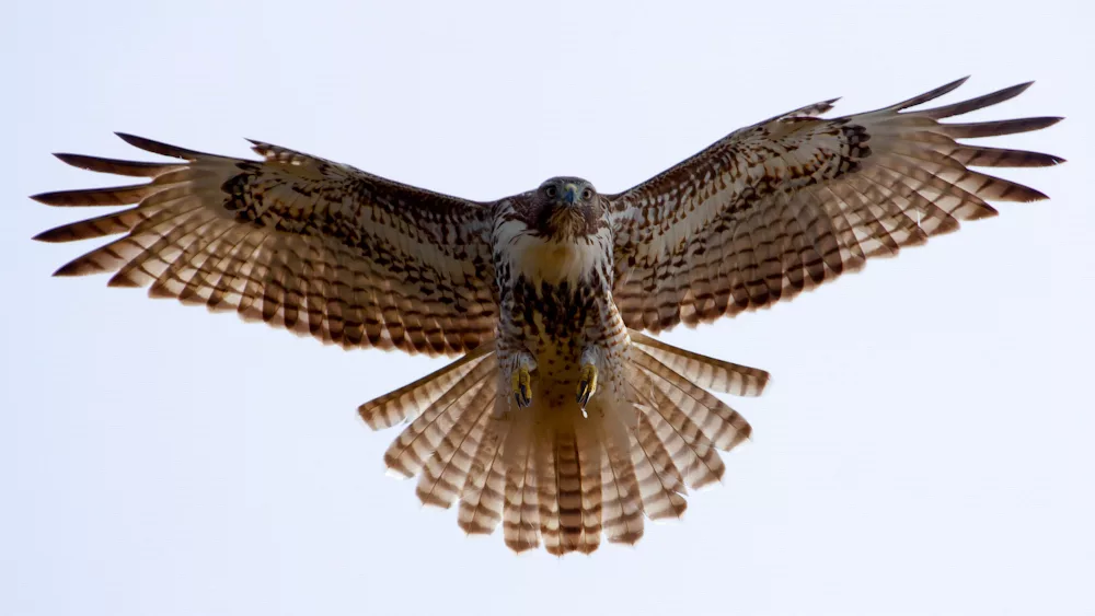 red-tailed-hawk