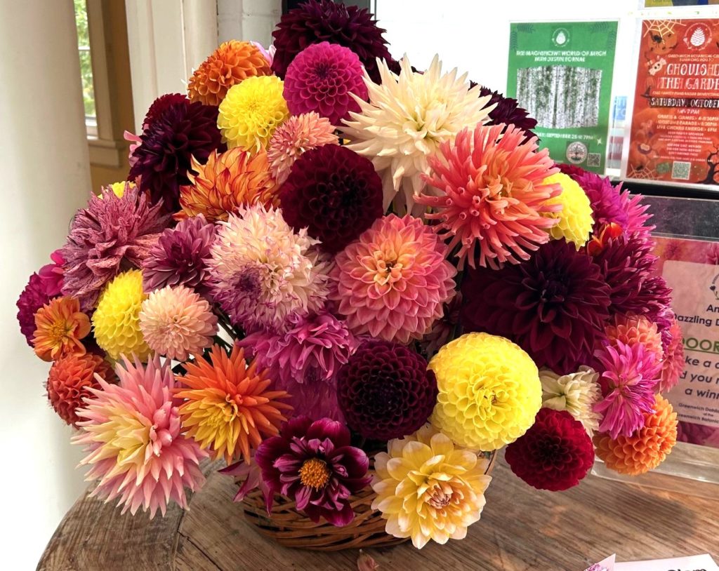 Eyes were Popping at the 2024 Dazzling Dahlia Show at the