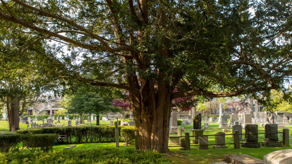 1-the-yew-tree-today-and-cemetery_img_9649-copy