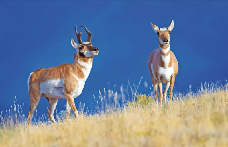 the-pronghorn