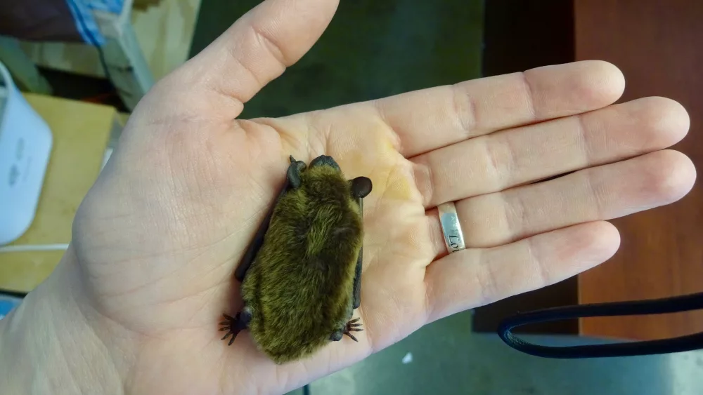 abigbrownbateptesicusfuscusrestingonthepalm