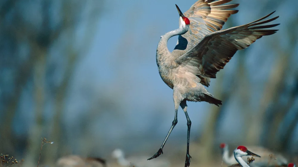 2-sandhill-crane-img_0548-3