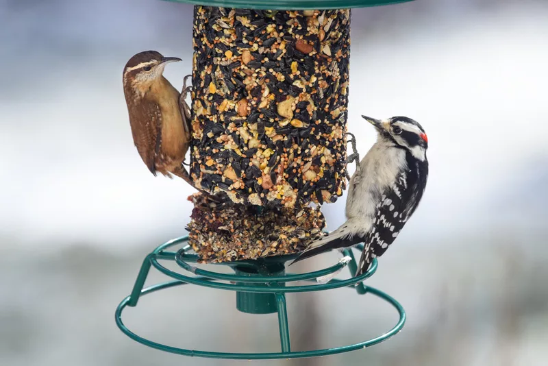 downy-woodpecker