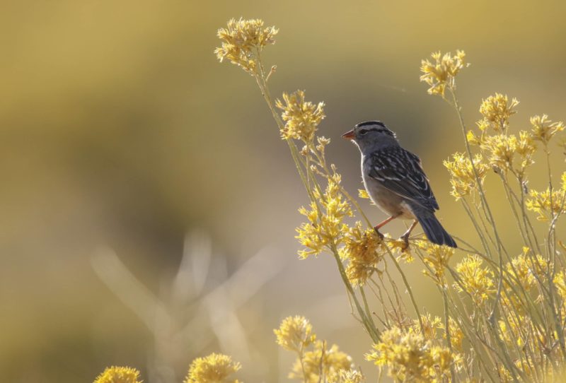 rubber-rabbitbrush