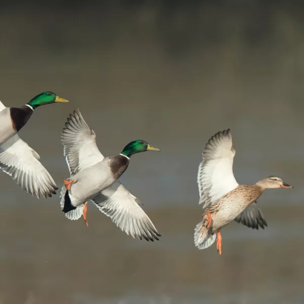 science-solvers_-ducks