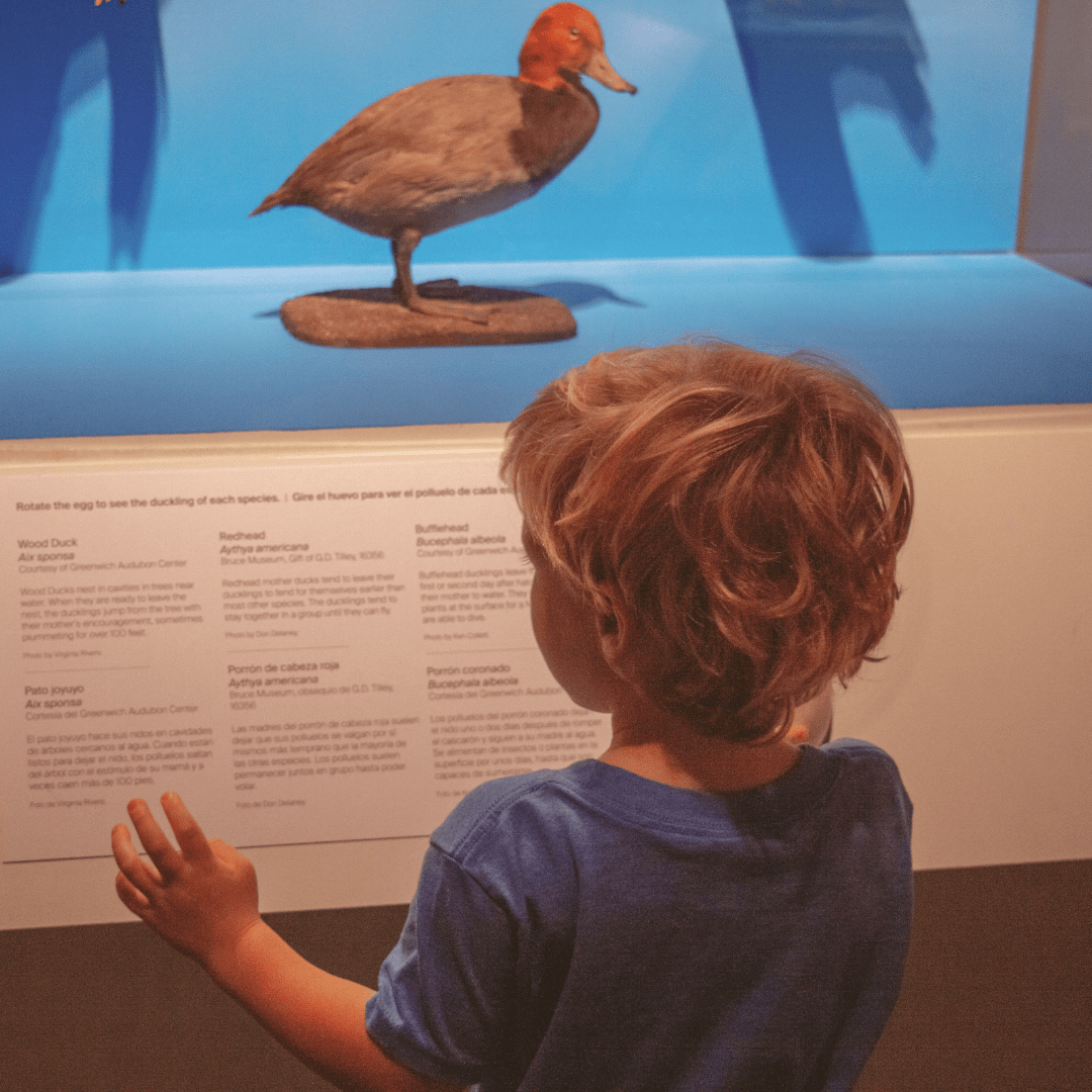 bruce-beginnings-do-you-see-a-duck-2