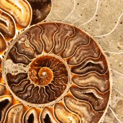 science-solvers_-fossils
