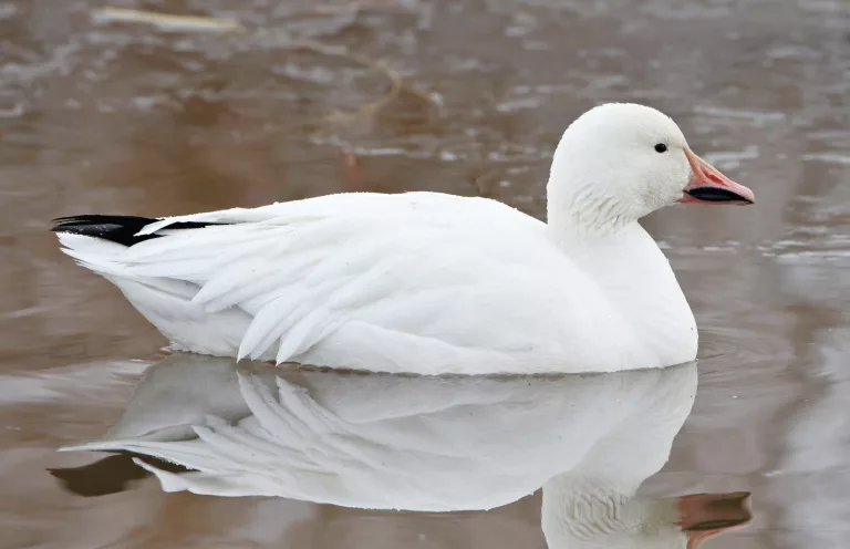 the-snow-goose