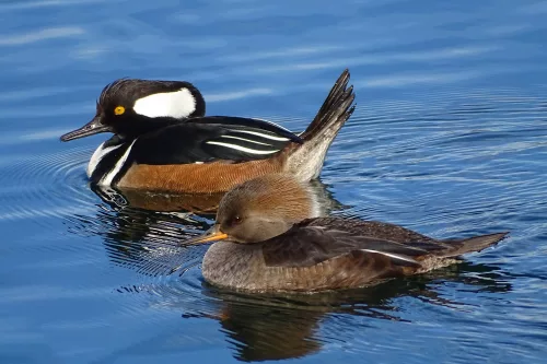 hooded-merganser-male-and-female-central-park-manhattan-new-york