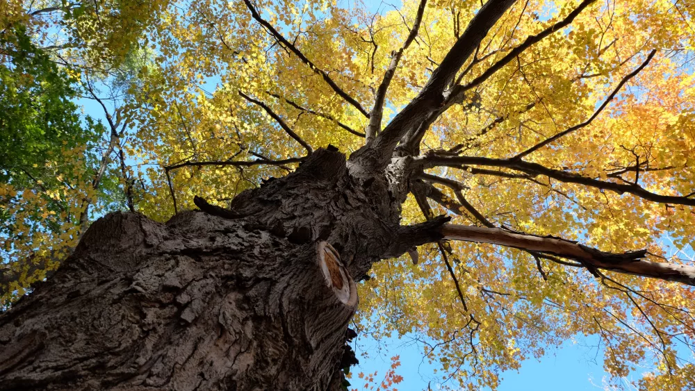 sugar-maple2