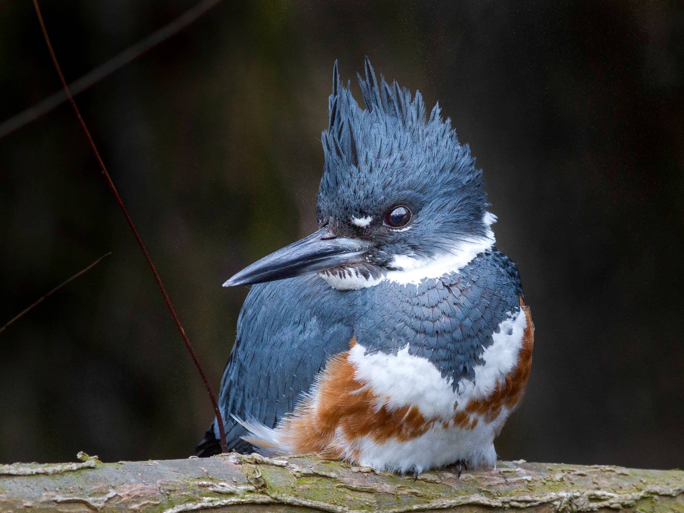 belted-kingfisher