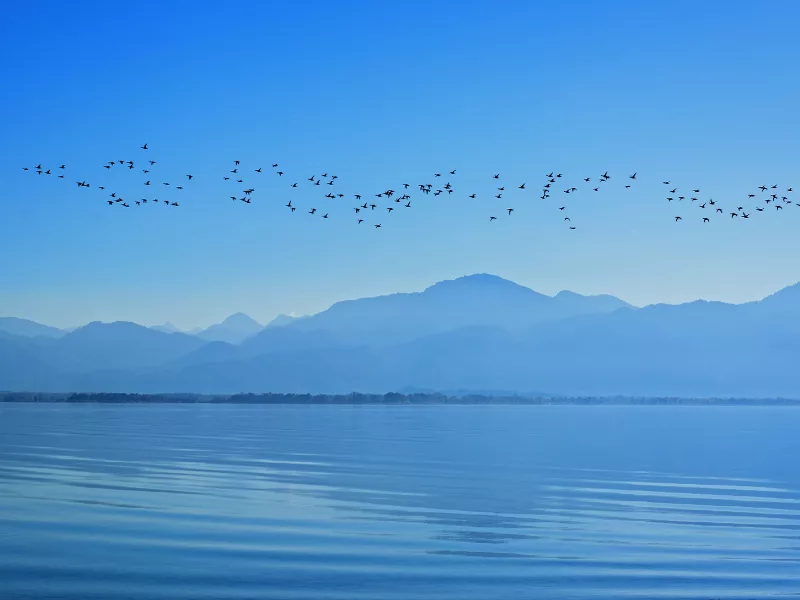 arctic-ecosystem-birds-migrating