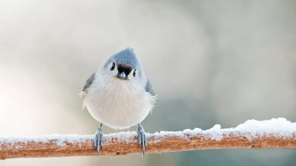tufted-titmouse