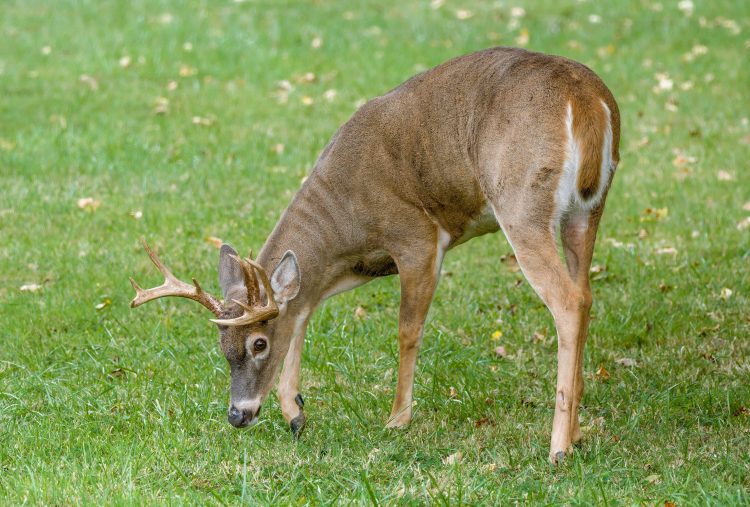 Oh Deer! The Threat of White-Tailed Deer on Our Future Forests