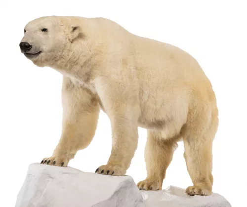 polar-bear