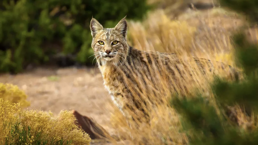 the-bobcat