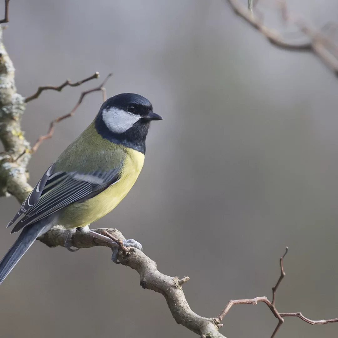 bruce-beginnings_-spring-birds-return