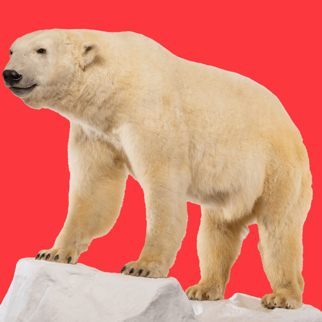 science-solvers_-polar-bears-