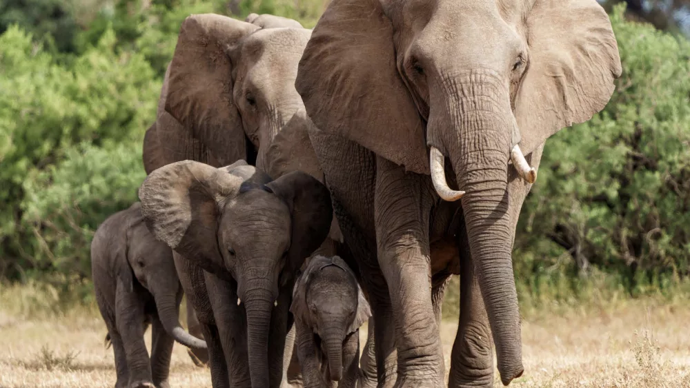 family-of-elephants