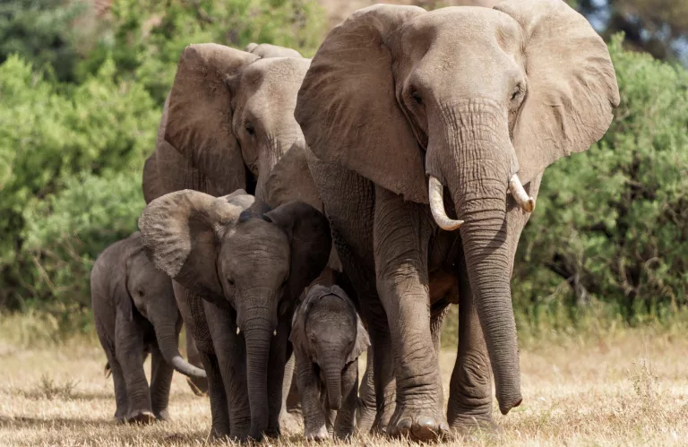 family-of-elephants