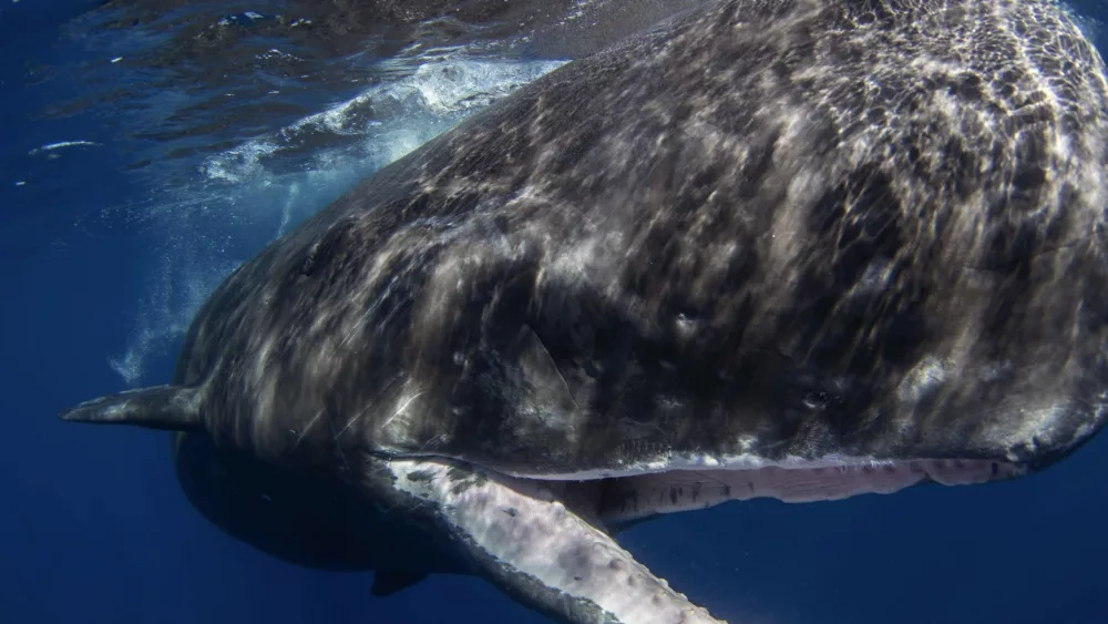 the-sperm-whale