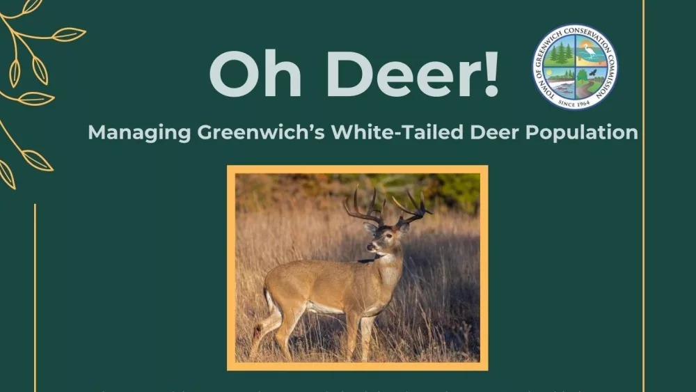 managing-greenwichs-white-tailed-deer-population-poster