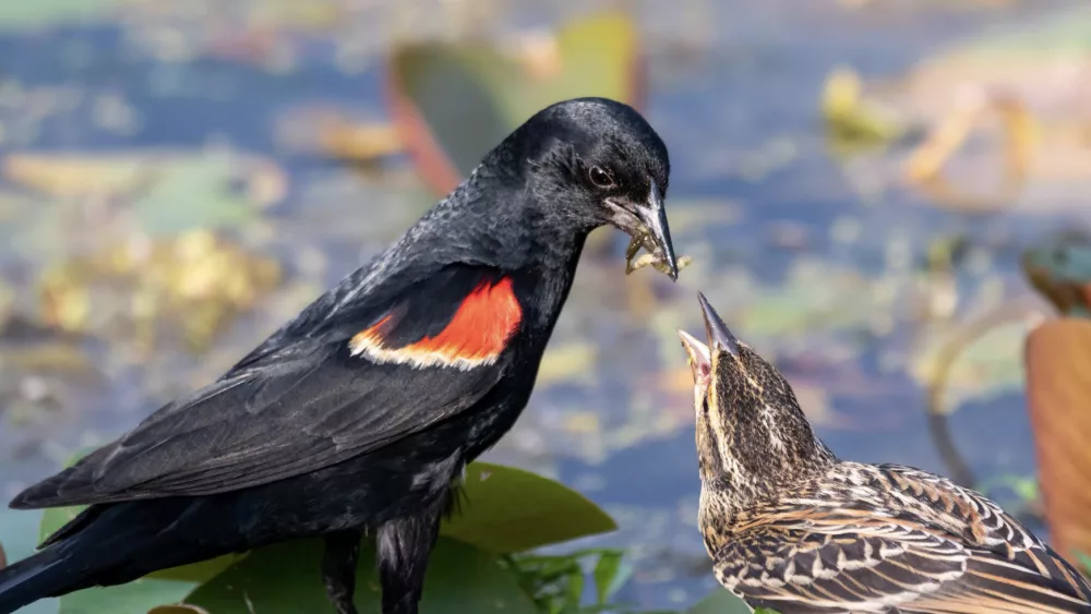the-red-winged-blackbird