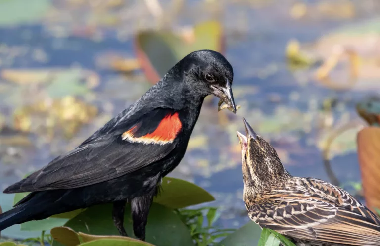 the-red-winged-blackbird