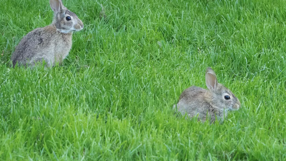 the-new-england-cotton-tail