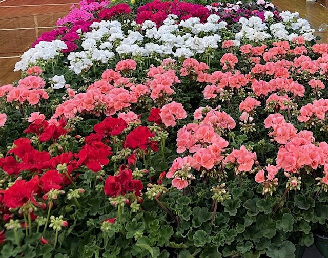 garden-club-photo
