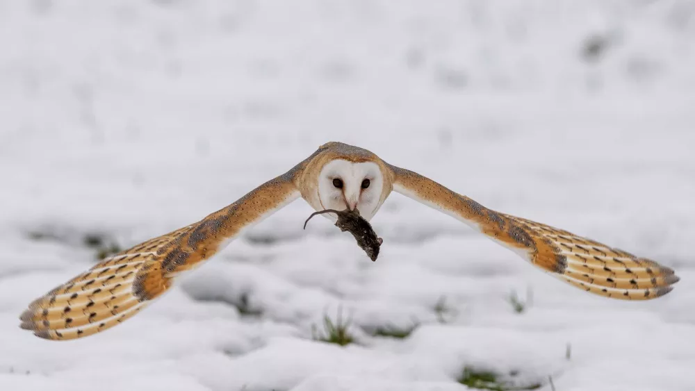 the-barn-owl-2