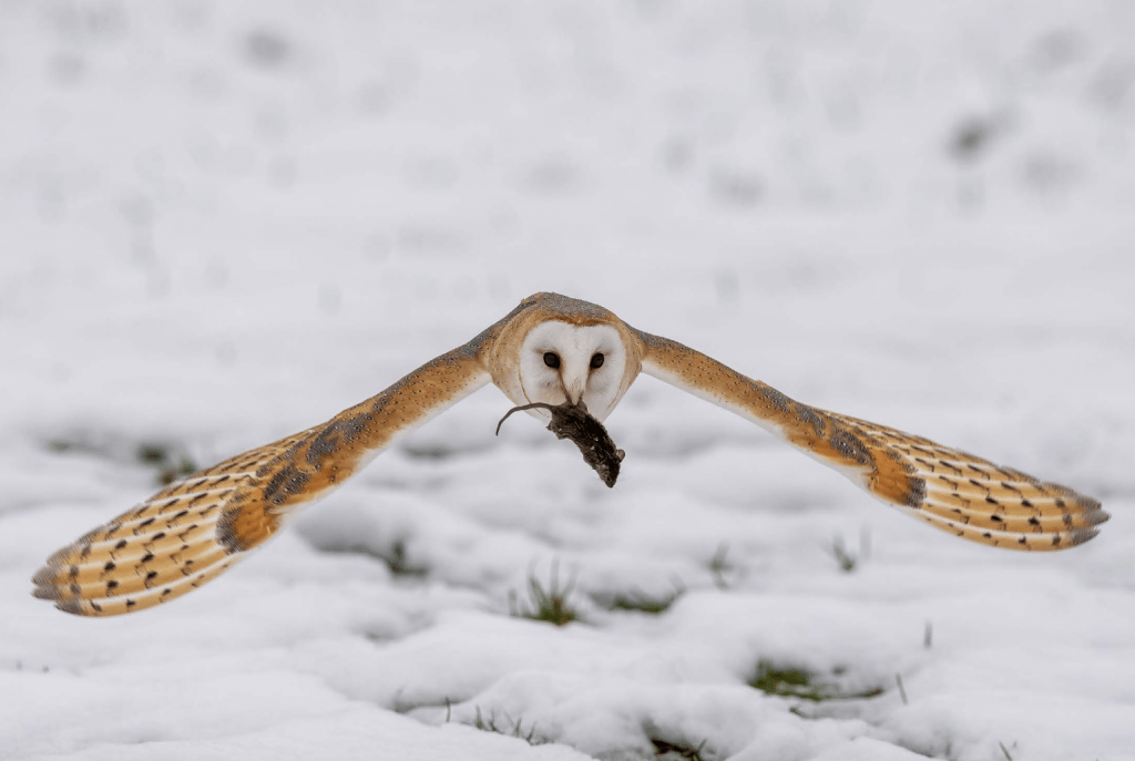 Wildly Successful: Barn Owl | Greenwich Sentinel