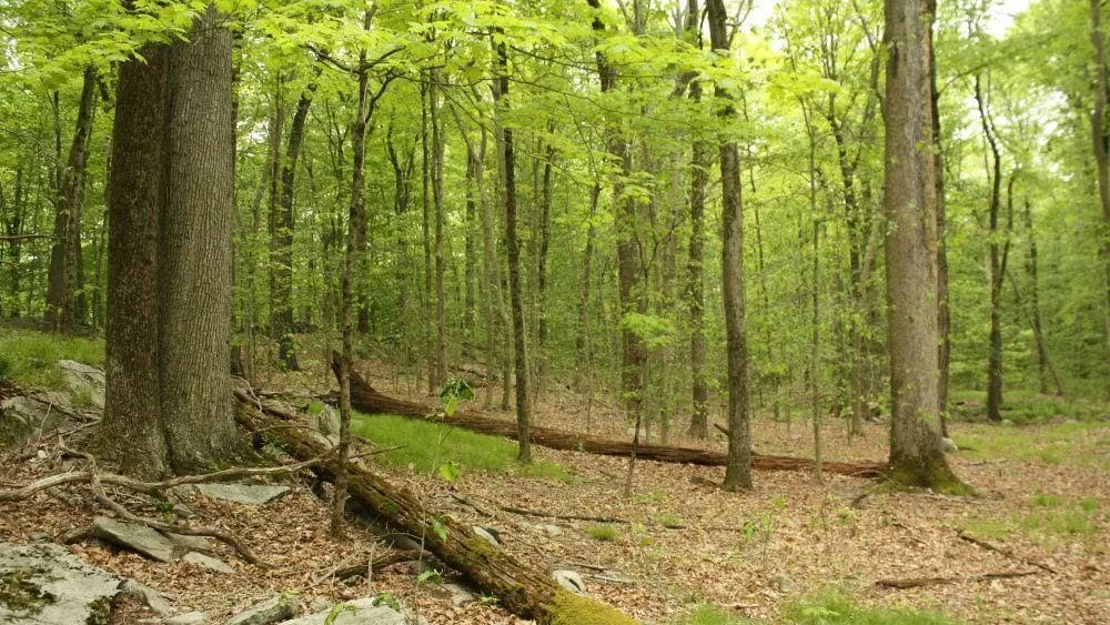messy-forests-boost-wildlife-health