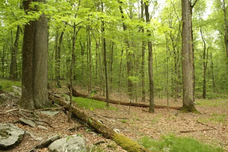messy-forests-boost-wildlife-health