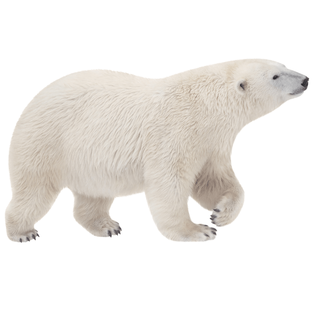 bruce-beginnings_-polar-bear-polar-bear
