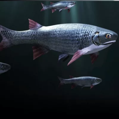 bruce-beginnings-friendly-fish