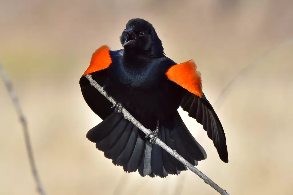 red-winged-blackbird-brooklyn-center-minnesota