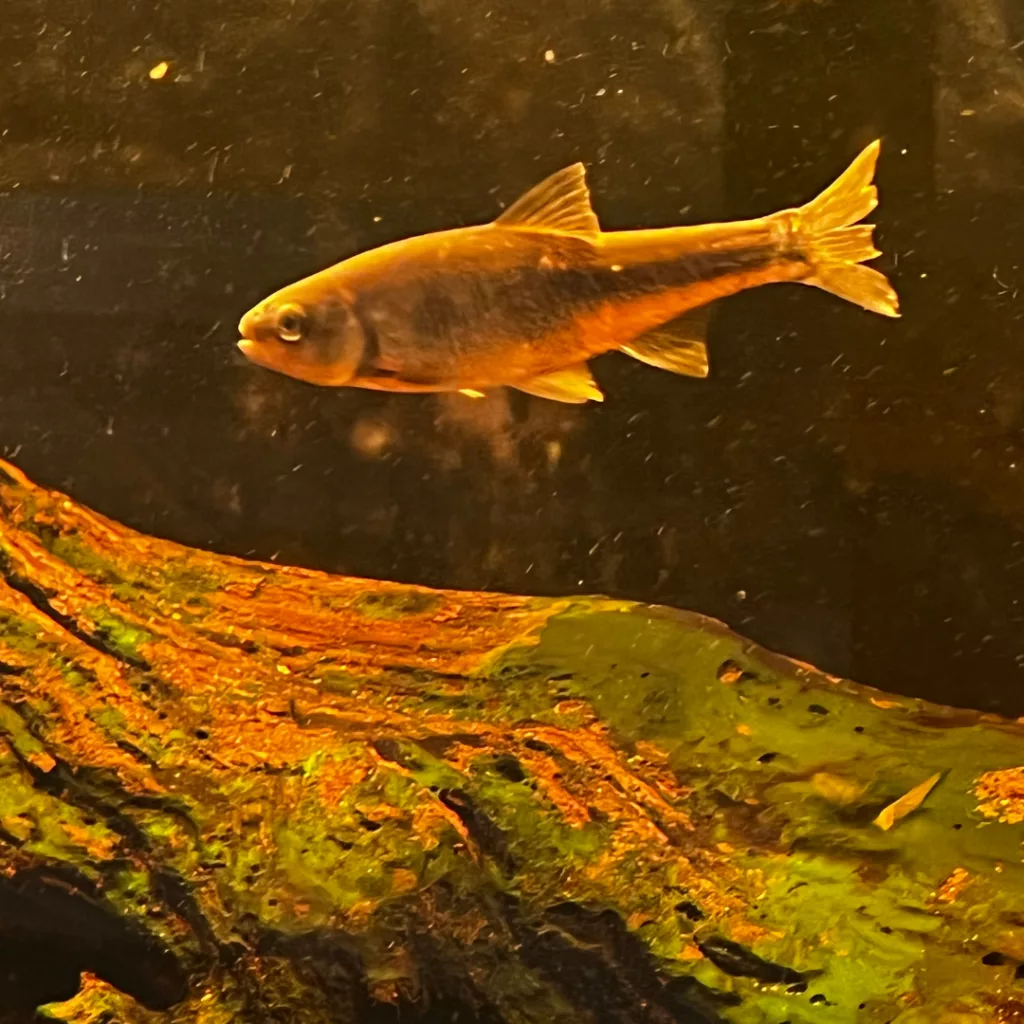 bruce-beginnings-junior_-friendly-fish