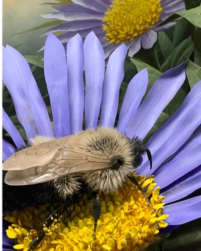 science-solvers-spring-pollinators-2