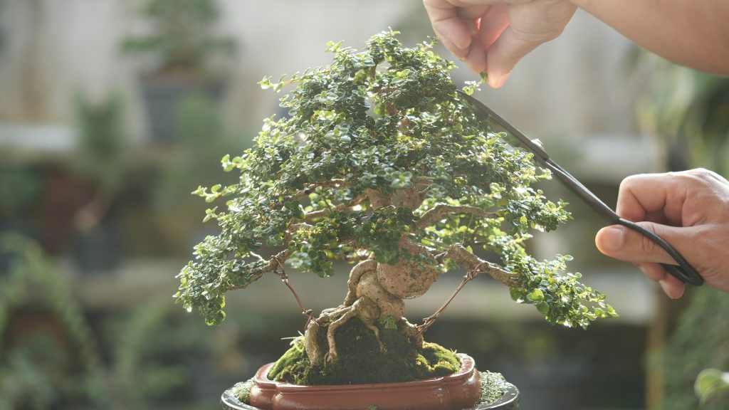 Learn the art of bonsai at the J House Greenwich's Bonsai Bar