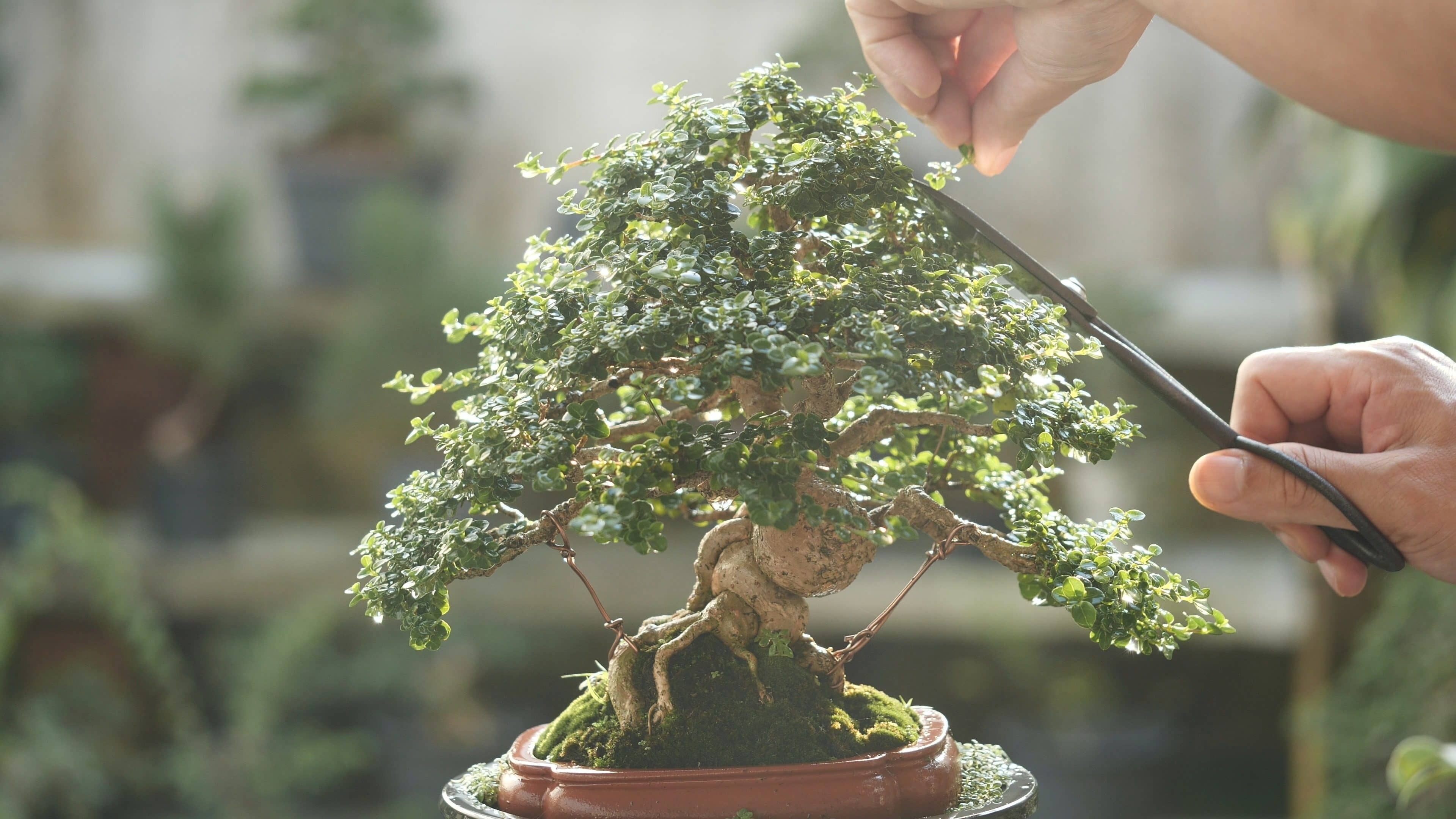bonsai-2