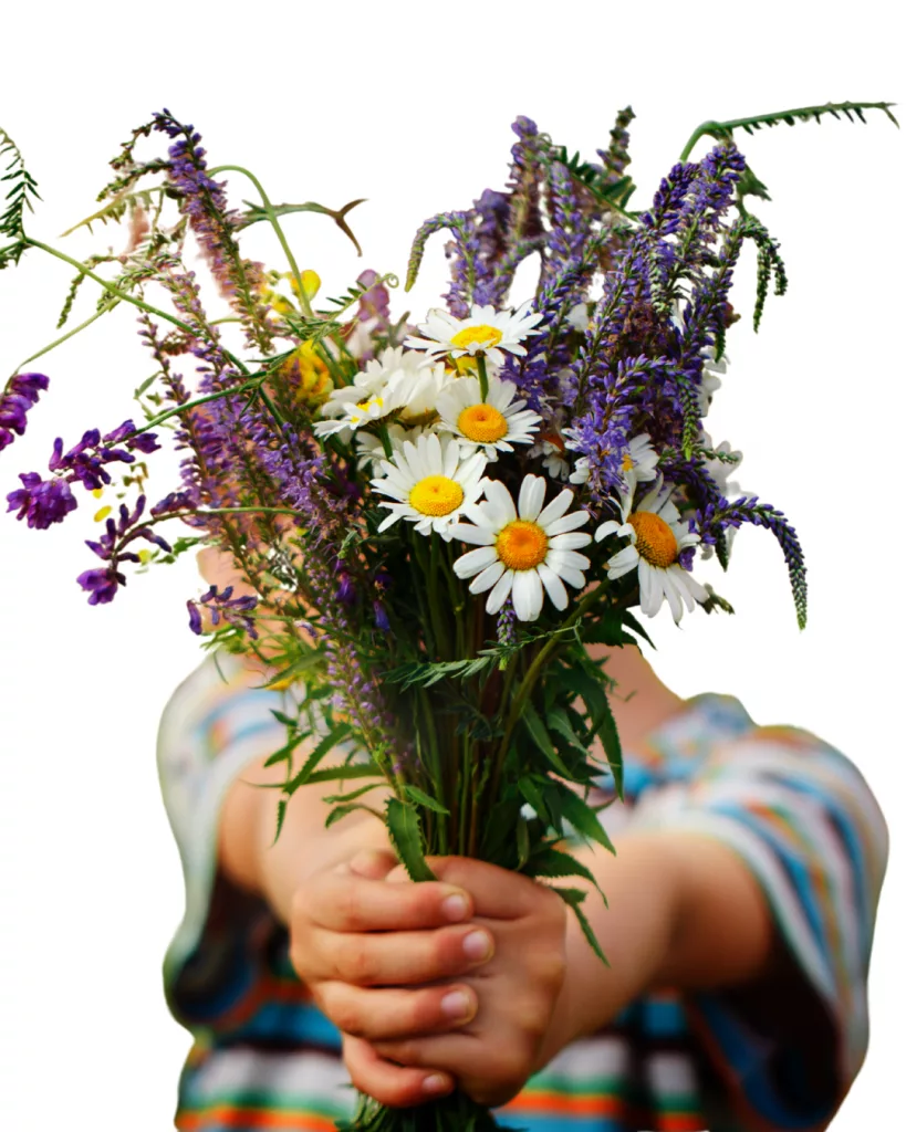 bruce-beginnings_-spring-flowers