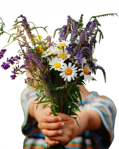 bruce-beginnings_-spring-flowers