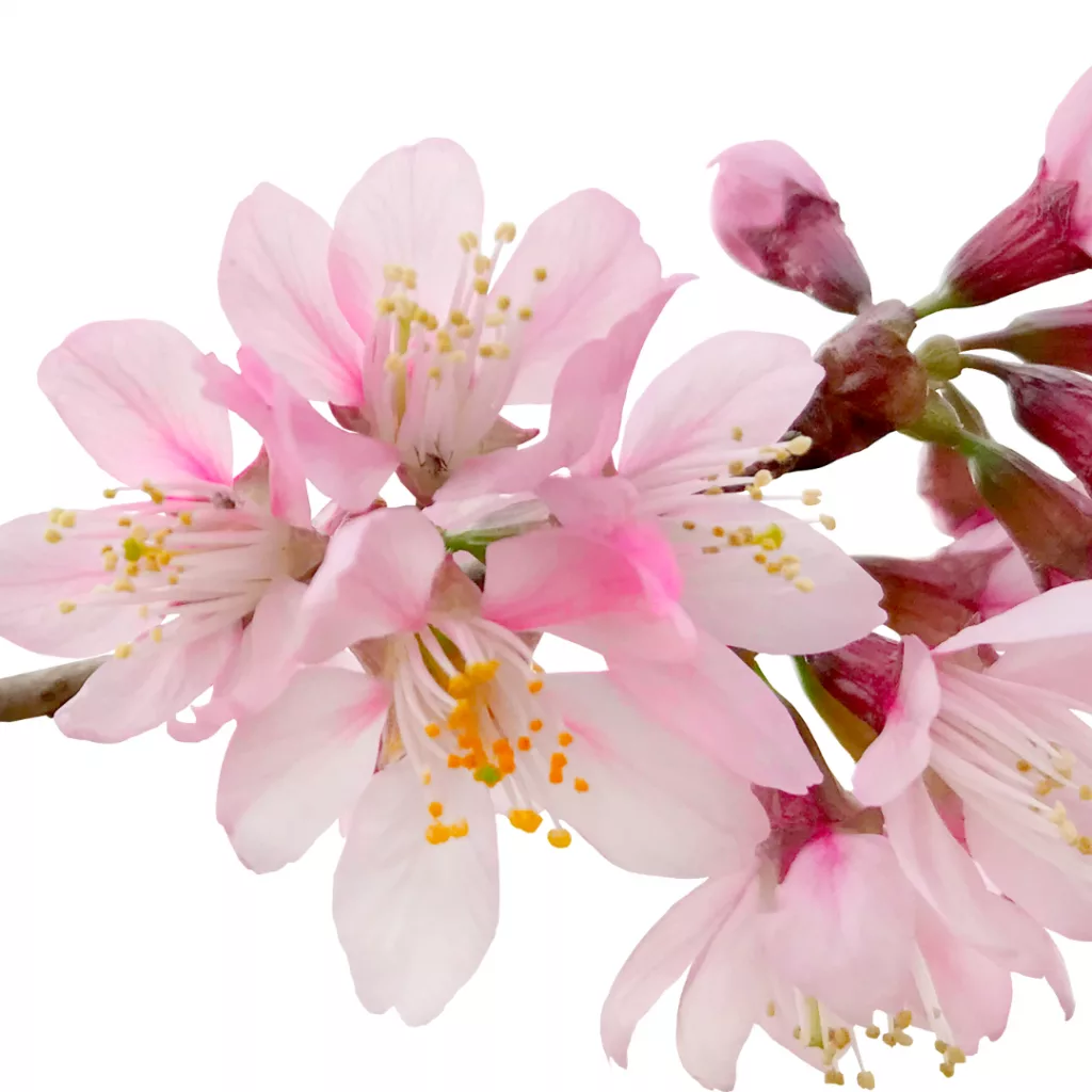 bruce-beginnings-junior_-spring-flowers