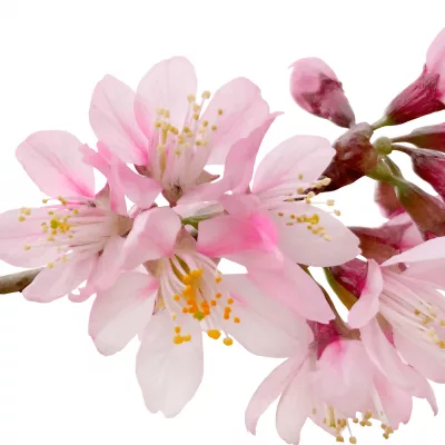 bruce-beginnings-junior_-spring-flowers