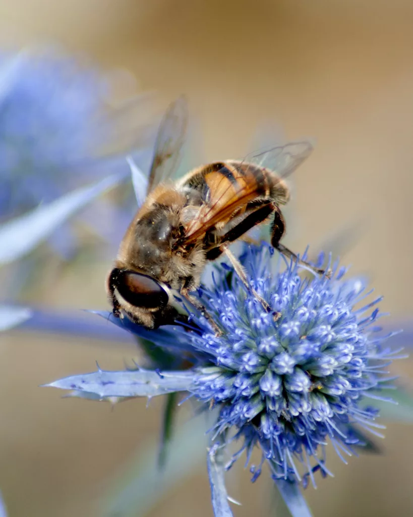 bruce-beginnings_-powerful-pollinators