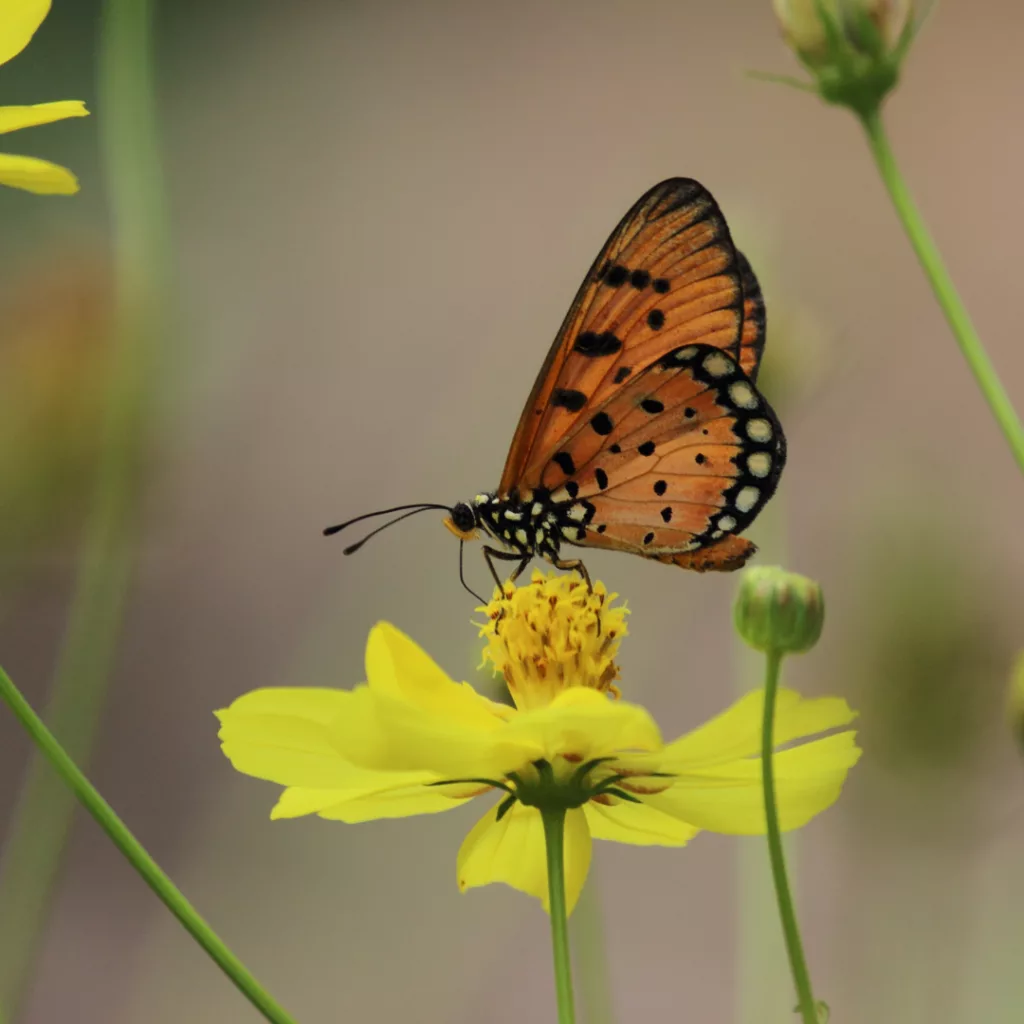 bruce-beginnings-junior_-powerful-pollinators